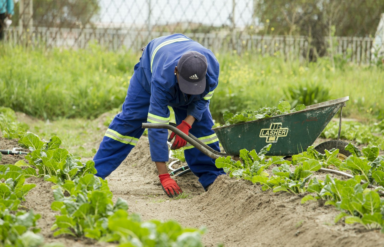 Gardener tending leafy vegetables in cultivated rows